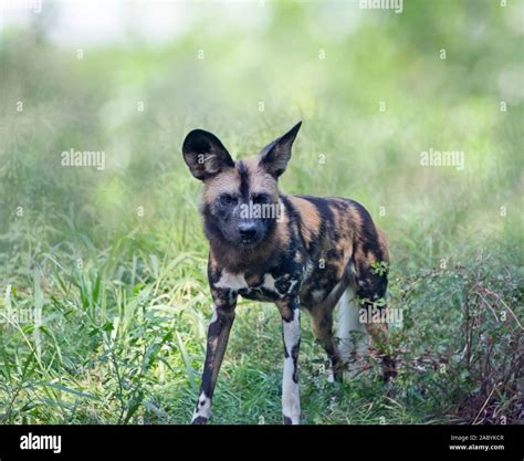 African wild dog also known as African hunting or African painted dog ...