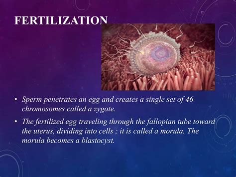 Image result for Third Week Development of Embryo