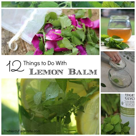 12+ Things to Do With Lemon Balm