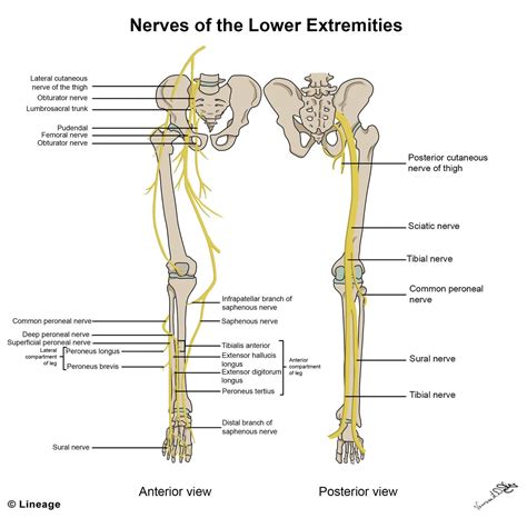 Image result for major nerves of the lower limb anterior view | Anatomía, Homeopatía