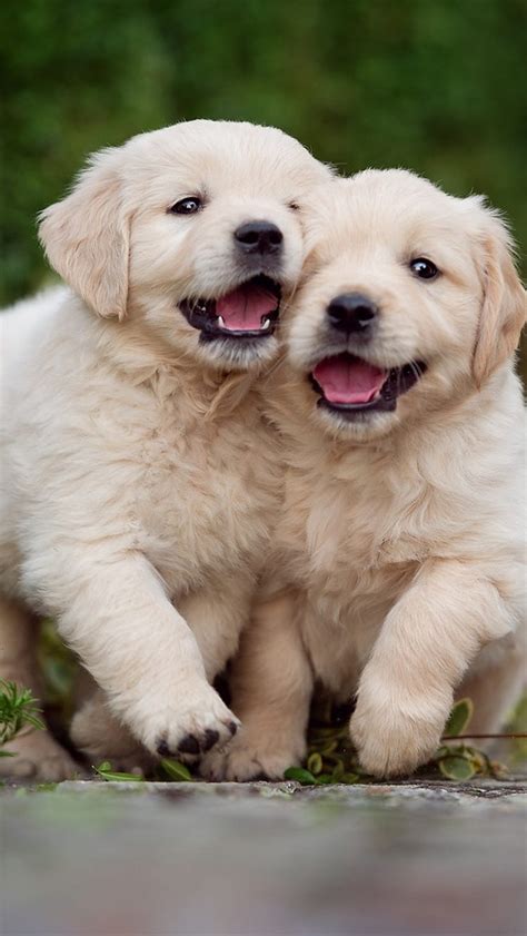 Image result for Dogs Programmes