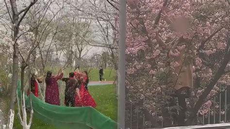 大媽為拍片「攀爬、狂搖」櫻花樹 網諷：春暖花開就來丟人現眼 - 民視新聞網