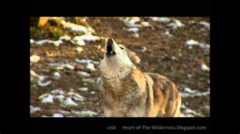 Image result for Wolves Howling Ten Hours