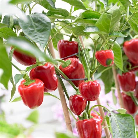 'New Ace' Red Sweet Pepper Plants – Roots Plants