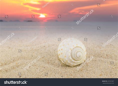 Image result for Sunset Beach Sea Shells