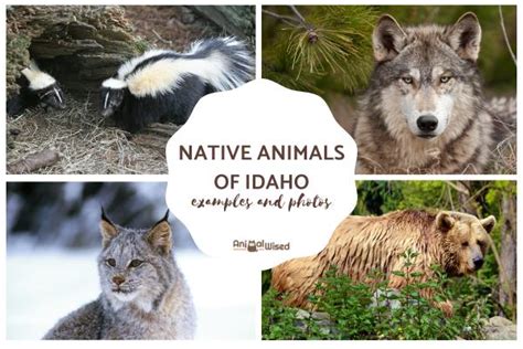 Unraveling the Enigmatic Essence of Idaho: A Native American Tale