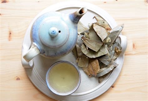 Benefits Of Drinking Soursop Leaves Tea - Infoupdate.org