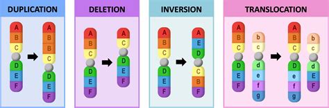DNA Mutation 的图像结果