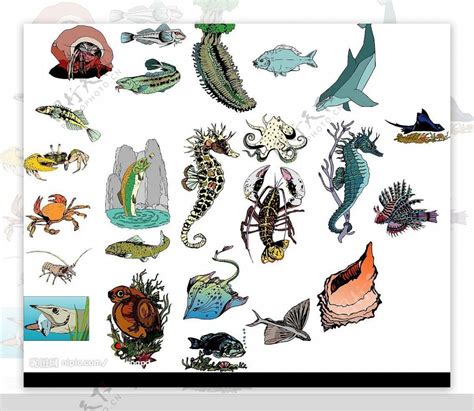 海洋动物名称大全500种（海洋动物有哪些名字） - 至哲网