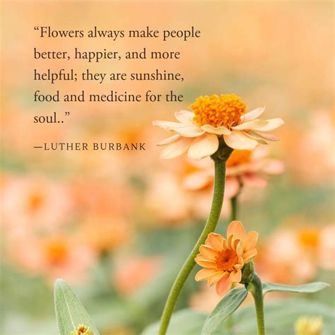 Quote of the day | Flower quotes, Beautiful flower quotes, Nature quotes
