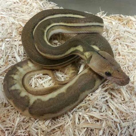 Image result for Purple Morph Reticulated Python