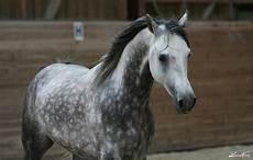 cavallo pomellato what breed could she be the forum cavallo pomellato what breed could she be the forum