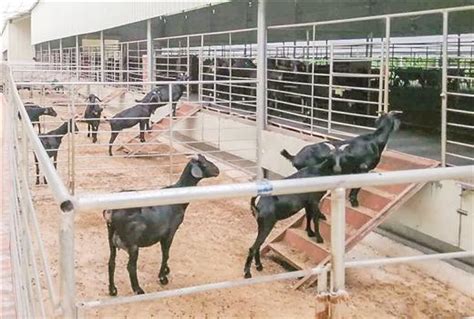 广西已创建8家全国示范场 养殖实施标准化 畜禽发展高质量-国际在线