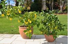 albero di limoni in vaso how to grow citrus in pots myproductivebackyard albero di limoni in vaso how to grow citrus in pots myproductivebackyard
