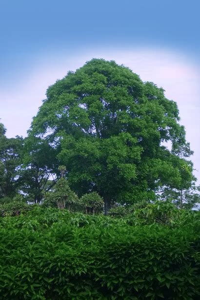 En el centenario de nuestro «Himno al árbol» | Meer