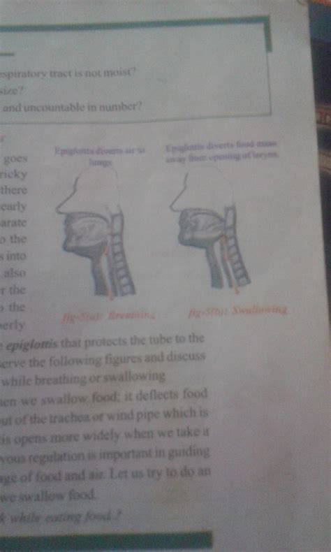 Put pics of breathing and swallowing - Brainly.in