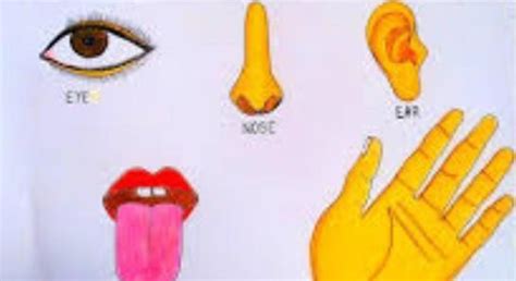 1. Draw and label the diagrams of the structure of the following. 1.Eye ...