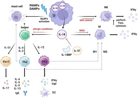IL-18 in Autoinflammatory Diseases: Focus on Adult Onset Still Disease ...