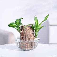 How to Grow Brazilian Lucky Wood Plant – Ugaoo