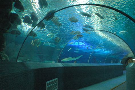 海南浮潜哪里最好 海南旅游潜水的地方推荐 - 潜水 - 旅游攻略