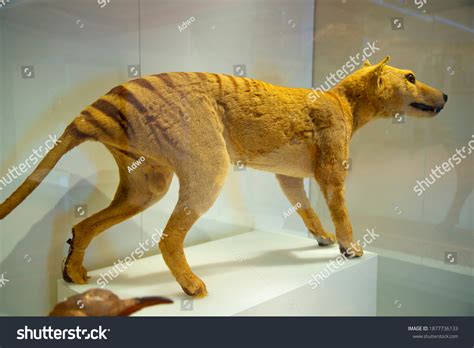 386 imágenes de Tigre de tasmania - Imágenes, fotos y vectores de stock ...