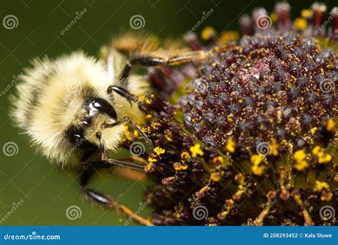 Western Bumble Bee Bombus Occidentalis Comer Black Eyed Susan Foto de ...