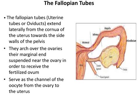 (iii) The internal Female Reproductive Organs (Fallopian Tube and ...