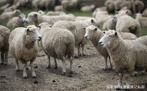 本地小羊多少钱一只批发小羊苗多少钱一只养殖场直销_奶羊多少钱_嘉祥县思源肉牛养殖场