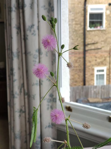 How to Care for Sensitive Plants! (Mimosa Pudica)