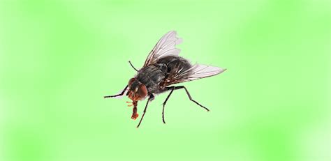 Image result for Sound Effect Insect Spray