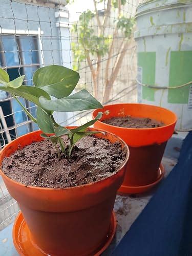 Plantorish_Good Luck Money Plant Real Live Money Plant Golden Pothos ...