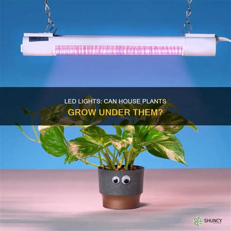 Led Lights: Can House Plants Grow Under Them? | ShunCy