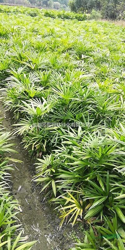 30-50公分棕竹地苗出售 成都基地棕竹_成都景赐园林绿化有限公司_园林网
