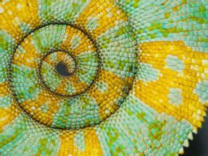 Examples of Patterns in Nature Revealed