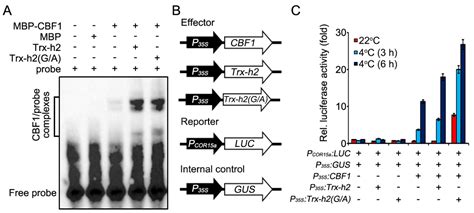 Demyristoylation of the Cytoplasmic Redox Protein Trx-h2 Is Critical ...