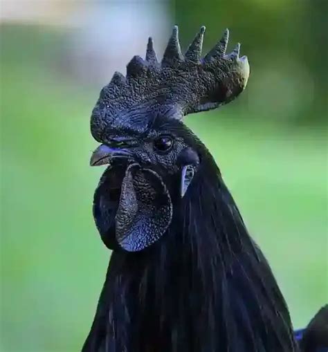 Custom Page | Shop online at NM POULTRY FARM