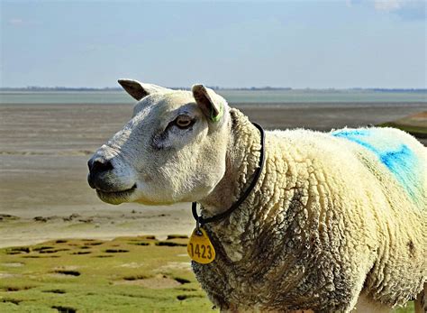 Kruiningen Tourism (2024): Best of Kruiningen, The Netherlands ...