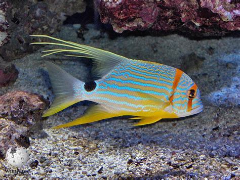 Image result for Sea Snapper