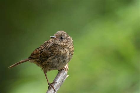 Queens Park bird walk for Dawn Chorus Day, Scottish Poetry Rose Garden ...