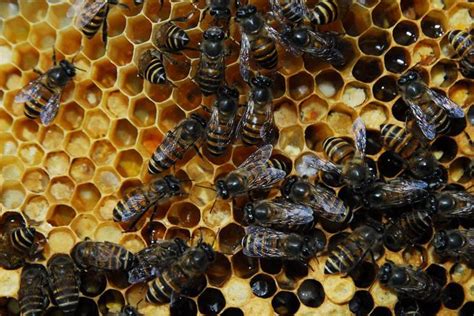 INDIAN BLACK HONEYBEE | IAS GYAN