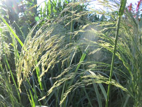 Teff (Eragrostis tef) – Understudied Indigenous Crops