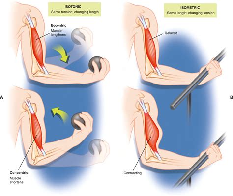 Image result for Isotonic Muscle Contraction