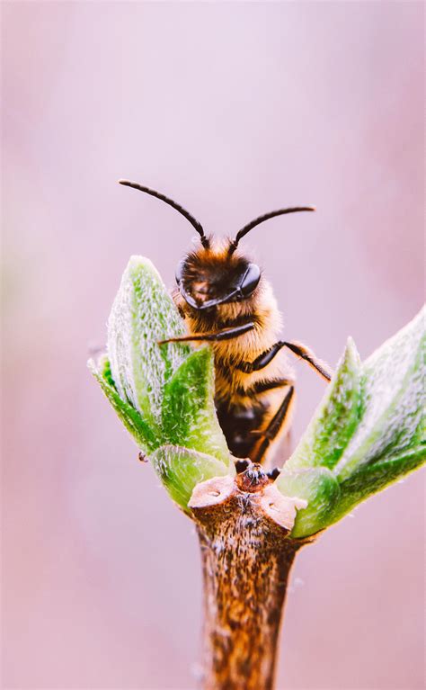 Image result for Flower Background