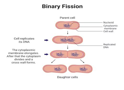 Image result for Binary Fission Examples