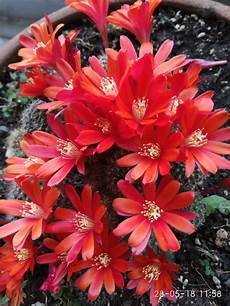 fiori di cactus fiori di cactus 2018 decrescita felice social network fiori di cactus fiori di cactus 2018 decrescita felice social network