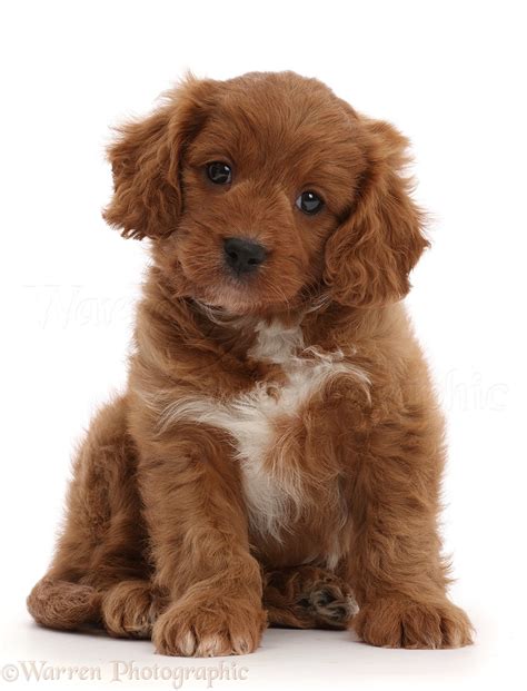 10 Week Old Cavapoo 的图像结果