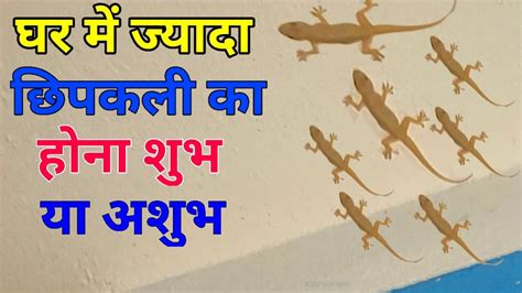 Je, ni jambo la kufurahisha au lisilofaa kuwa na mijusi zaidi ndani ya ...