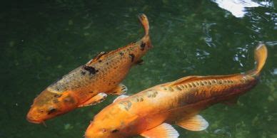 Parasites | Organic Aquaculture Supplements