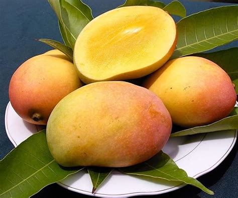 PYANABI Sindhu Mango Tree (Sindhu, Grafted, Seedless Mango) – Plant ...