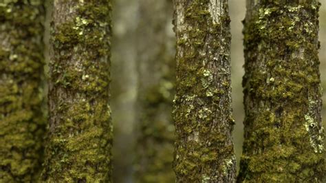 Real-Time Computer Graphics 的图像结果